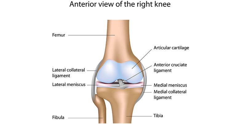 The anatomy of the healthy knee is shown in this image. There would be no need to do surgery for knee replacement on this healthy knee!