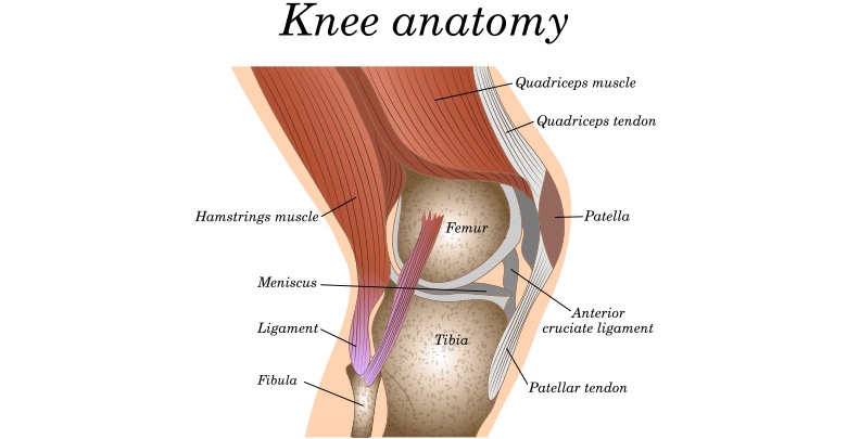 Knee anatomy showing the different parts of the knee, and the various tendons and ligaments
