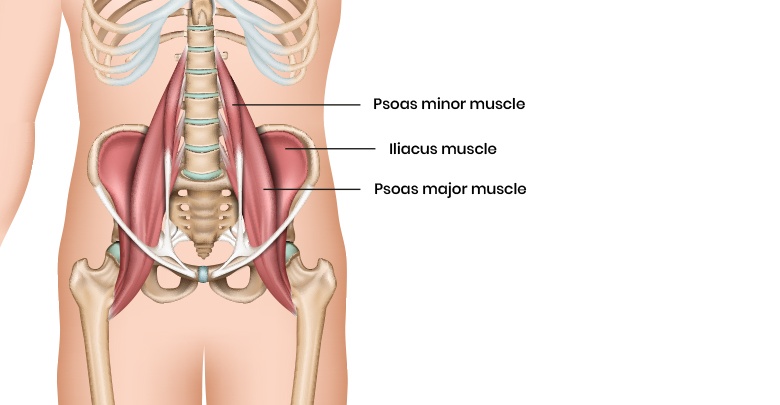 iliopsoas hip flexor of the hip